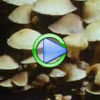 Fungi Growth and Spores - Plant Video